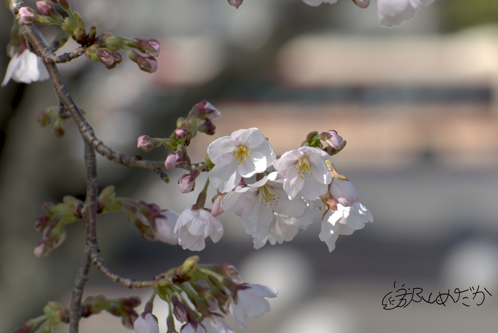 望遠端300mm　f8　1/400秒