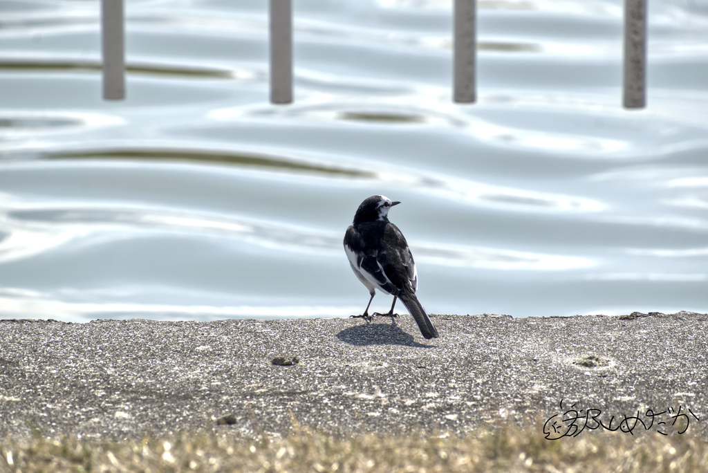 望遠端300mm　f8　1/400秒