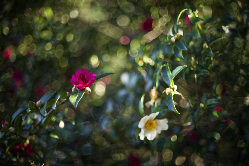 NIKKOR-S C Auto 50mm f1.4 f1.4 RAW現像